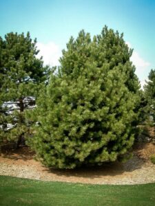 Сосна Чёрная (Pinus Nigra) купить по цене от 270.00р. в интернет-магазине «Посадика» с доставкой почтой в в Троицке и по всей России – [изображение №1].