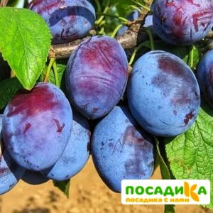 Слива Чачакская ранняя купить по цене от 229.00р. в интернет-магазине «Посадика» с доставкой почтой в в Троицке и по всей России – [изображение №1].