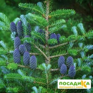 Пихта корейская (Abies koreana) купить по цене от 450.00р. в интернет-магазине «Посадика» с доставкой почтой в в Троицке и по всей России – [изображение №1].