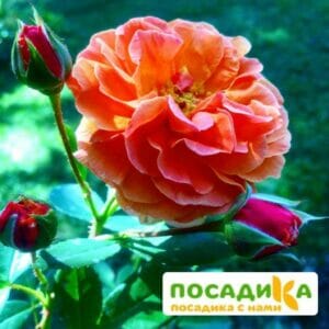 Роза Арабия купить по цене от 350.00р. в интернет-магазине «Посадика» с доставкой почтой в в Троицке и по всей России – [изображение №1].