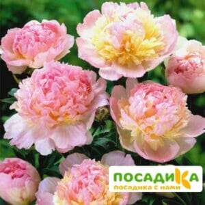 Пион Распберри Сандей (Paeonia Raspberry Sundae) купить по цене от 959р. в интернет-магазине «Посадика» с доставкой почтой в в Троицке и по всей России – [изображение №1].