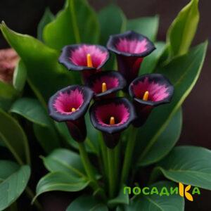 Калла Аура Лейс купить по цене от 400р. в интернет-магазине «Посадика» с доставкой почтой в в Троицке и по всей России – [изображение №1].