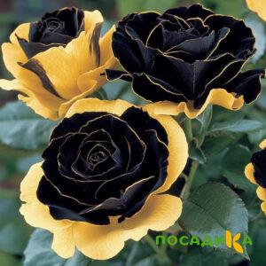 Роза Ханни Сикл купить по цене от 700р. в интернет-магазине «Посадика» с доставкой почтой в в Троицке и по всей России – [изображение №1].