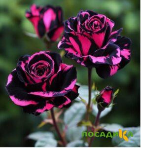 Роза Багровый Шепот купить по цене от 366р. в интернет-магазине «Посадика» с доставкой почтой в в Троицке и по всей России – [изображение №1].
