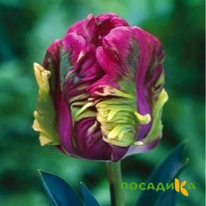 Тюльпан Экзотик Хэвен купить по цене от 186р. в интернет-магазине «Посадика» с доставкой почтой в в Троицке и по всей России – [изображение №1].