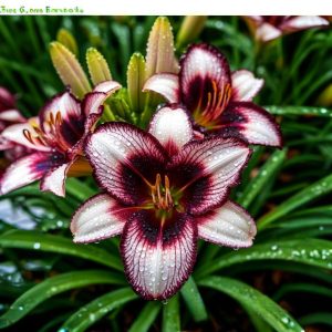 Лилейник Крим Сикл купить по цене от 799р. в интернет-магазине «Посадика» с доставкой почтой в в Троицке и по всей России – [изображение №1].