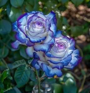 Роза Пэтолз Хоуп купить по цене от 333р. в интернет-магазине «Посадика» с доставкой почтой в в Троицке и по всей России – [изображение №1].