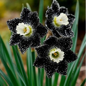 Нарцисс Кассата купить по цене от 372р. в интернет-магазине «Посадика» с доставкой почтой в в Троицке и по всей России – [изображение №1].