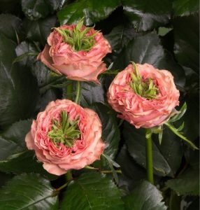 Роза Амбер Инчант купить по цене от 495р. в интернет-магазине «Посадика» с доставкой почтой в в Троицке и по всей России – [изображение №1].