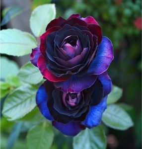 Роза Скарлет Рэвери купить по цене от 489р. в интернет-магазине «Посадика» с доставкой почтой в в Троицке и по всей России – [изображение №1].