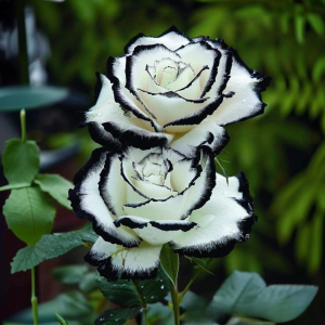 Роза Силк Ивин купить по цене от 319р. в интернет-магазине «Посадика» с доставкой почтой в в Троицке и по всей России – [изображение №1].