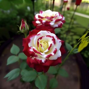 Роза Роял Глом купить по цене от 401р. в интернет-магазине «Посадика» с доставкой почтой в в Троицке и по всей России – [изображение №1].