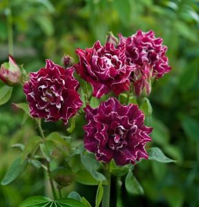 Роза Опаловый Пейзаж купить по цене от 490р. в интернет-магазине «Посадика» с доставкой почтой в в Троицке и по всей России – [изображение №1].