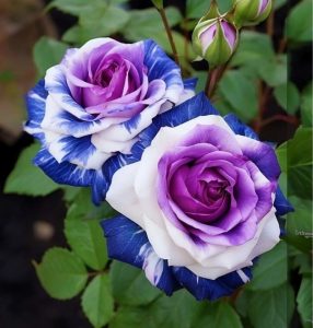 Роза Айвори Каскад купить по цене от 420р. в интернет-магазине «Посадика» с доставкой почтой в в Троицке и по всей России – [изображение №1].