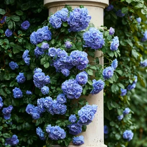 Роза плетистая Блю Перпл купить по цене от 540р. в интернет-магазине «Посадика» с доставкой почтой в в Троицке и по всей России – [изображение №1].